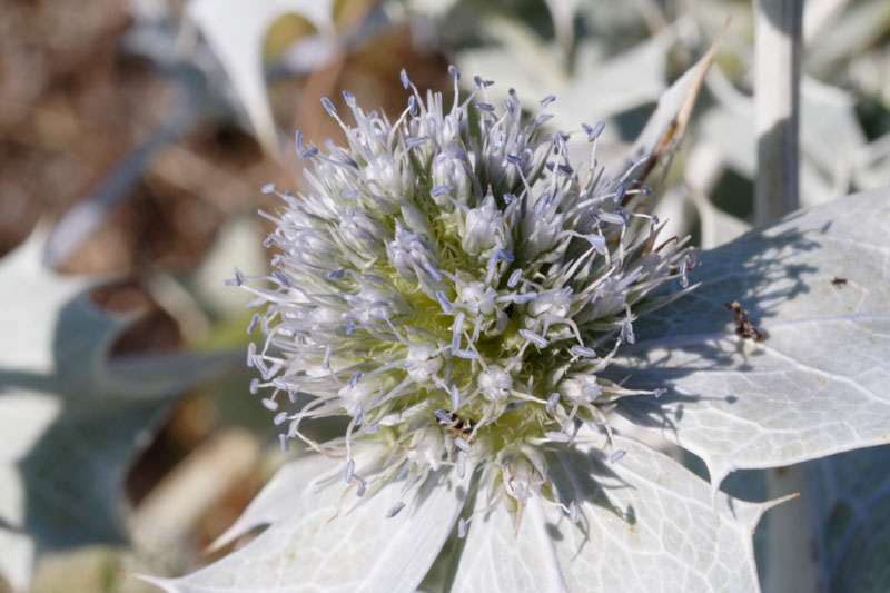 Eryngium maritimum e campestre